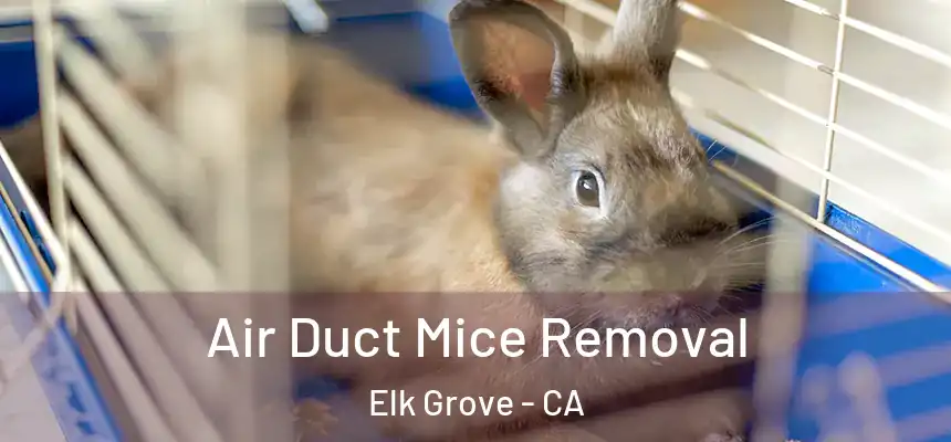 Air Duct Mice Removal Elk Grove - CA