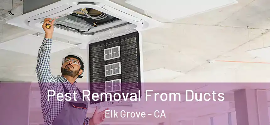 Pest Removal From Ducts Elk Grove - CA